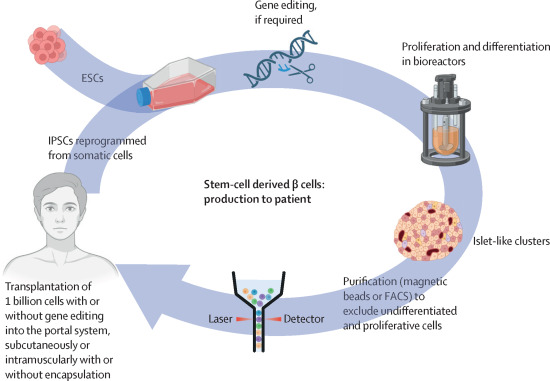 胚胎干細胞或誘導多能干細胞來源的β細胞的制備和移植