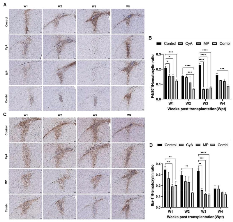 圖8：移植同種異體NSC的免疫抑制C57BL/6小鼠紋狀體中的小膠質(zhì)細(xì)胞/巨噬細(xì)胞的組織學(xué)分析。