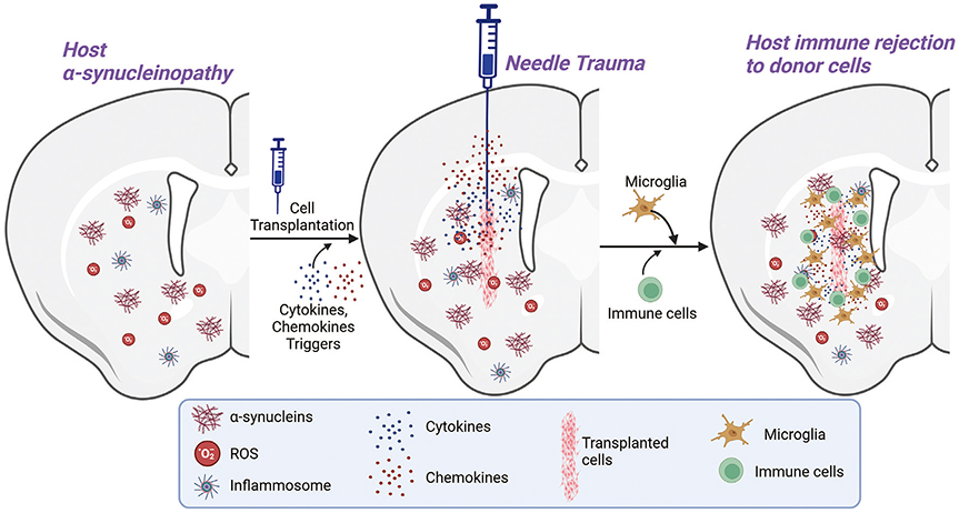 圖1:限制供體細(xì)胞存活和植入的因素。 圖1:限制供體細(xì)胞存活和植入的因素。