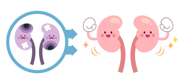 干細(xì)胞療法能讓腎臟再生嗎?科學(xué)真相與臨床進(jìn)展 干細(xì)胞療法能讓腎臟再生嗎?科學(xué)真相與臨床進(jìn)展
