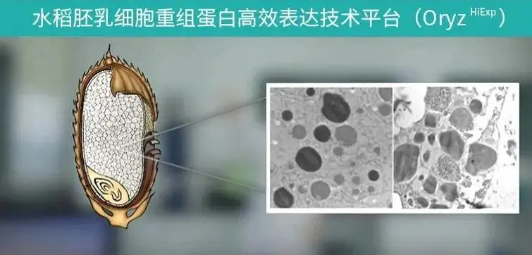 水稻胚乳細胞重組蛋白高效表達技術(shù)平臺 水稻胚乳細胞重組蛋白高效表達技術(shù)平臺