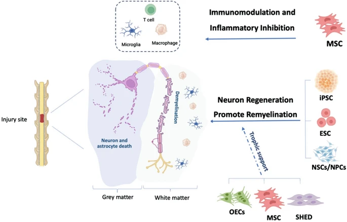圖2：脊髓損傷細胞治療的細胞靶點和潛在機制。