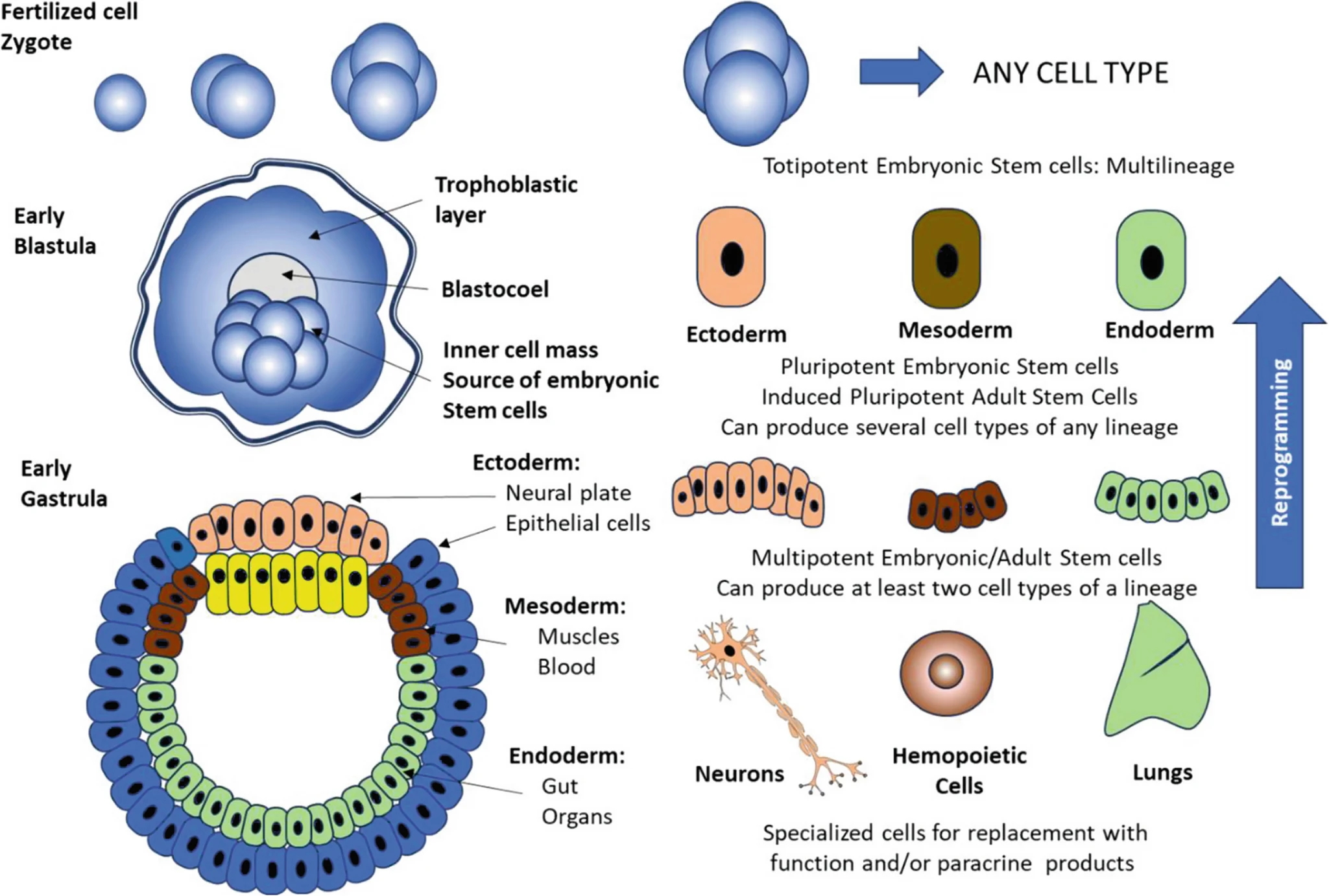 圖1：胚胎的早期發(fā)育和干細(xì)胞的類型