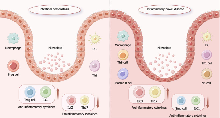 圖1：炎癥性腸病的發病機制。