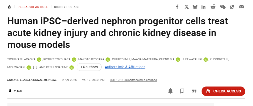 人類iPSC衍生的腎元祖細(xì)胞在小鼠模型中治療急性腎損傷和慢性腎病