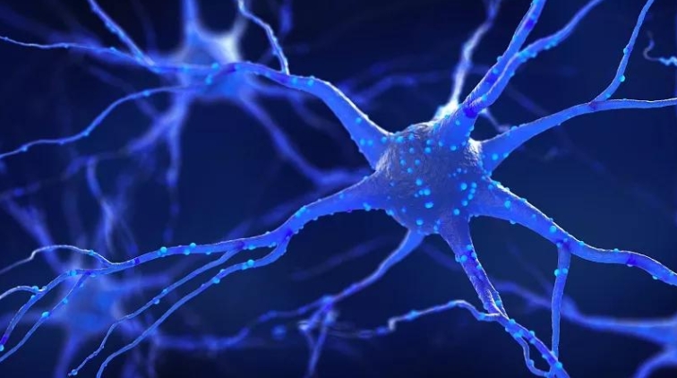 神經干細胞療法