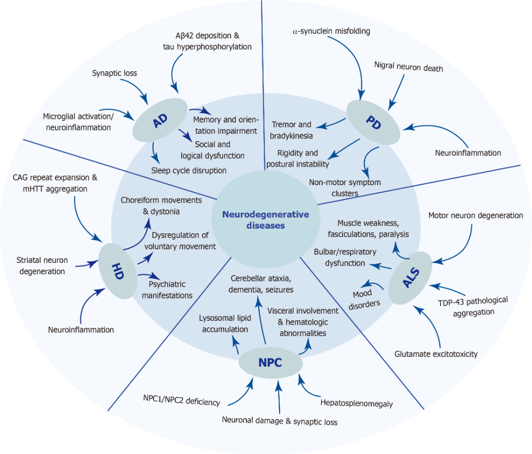 圖1：五種神經退行性疾病的發病機制和臨床表現。 該圖總結了五種神經退行性疾病復雜的病因和表型譜。