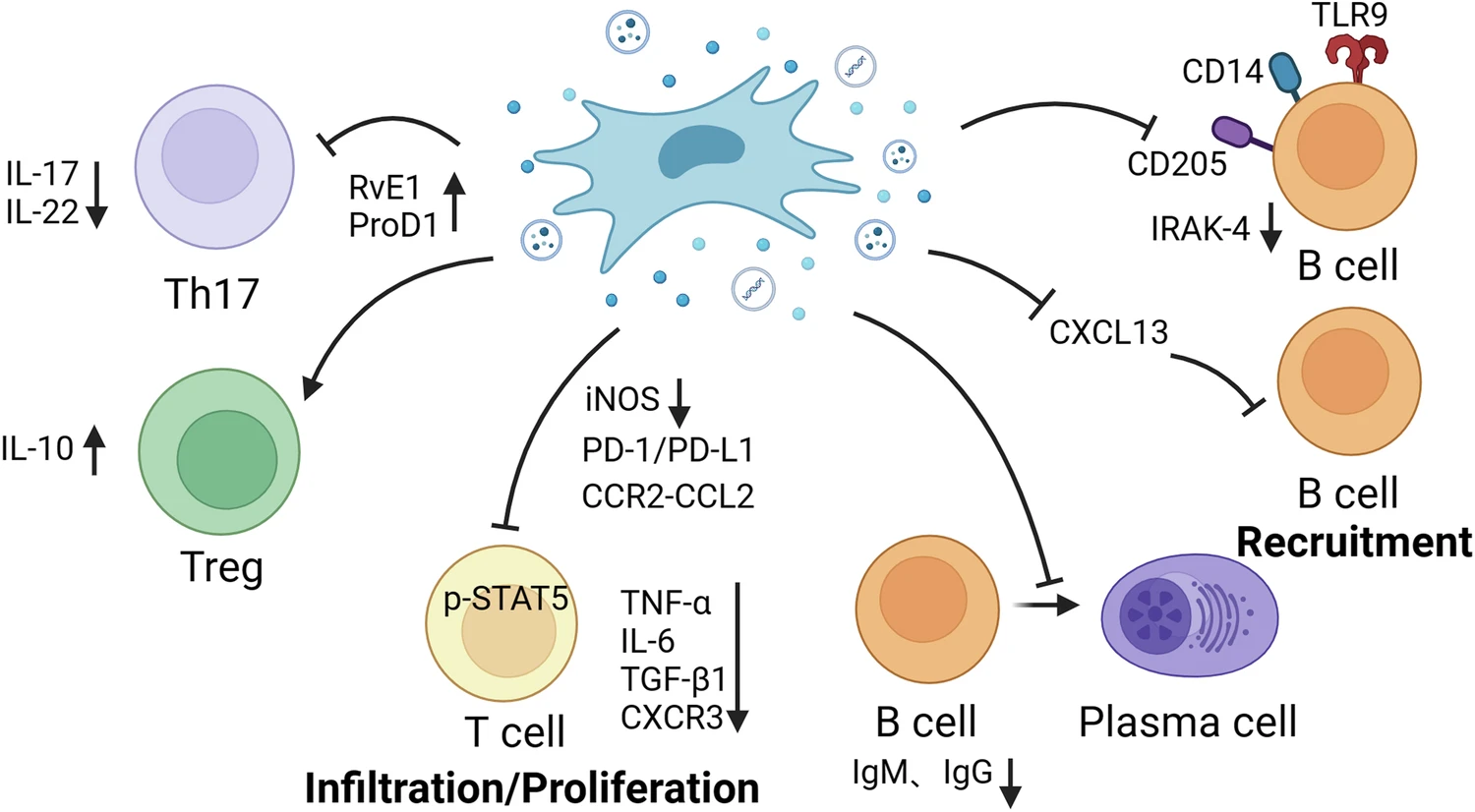 圖2：MSCs調(diào)節(jié)適應(yīng)性免疫細(xì)胞。