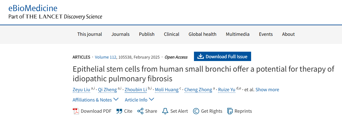 人類(lèi)小支氣管上皮干細(xì)胞為治療特發(fā)性肺纖維化提供了潛力