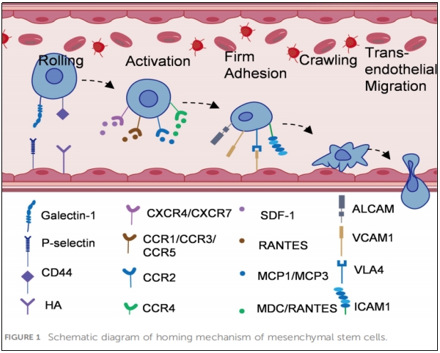 MSCs歸巢機制示意圖 MSCs歸巢機制示意圖