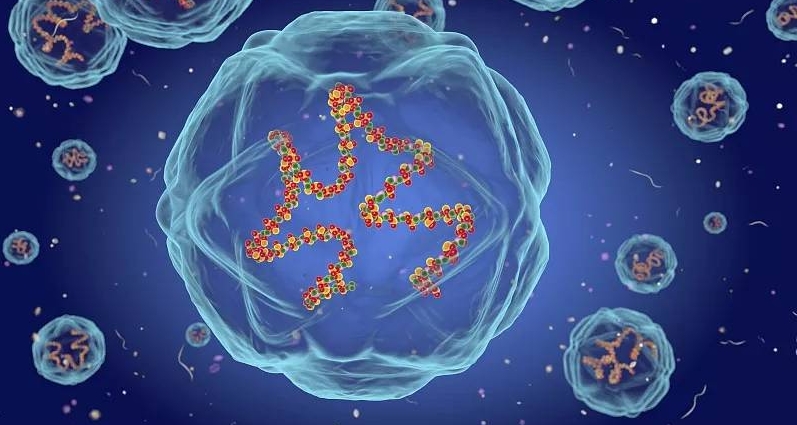 免疫調節 免疫調節